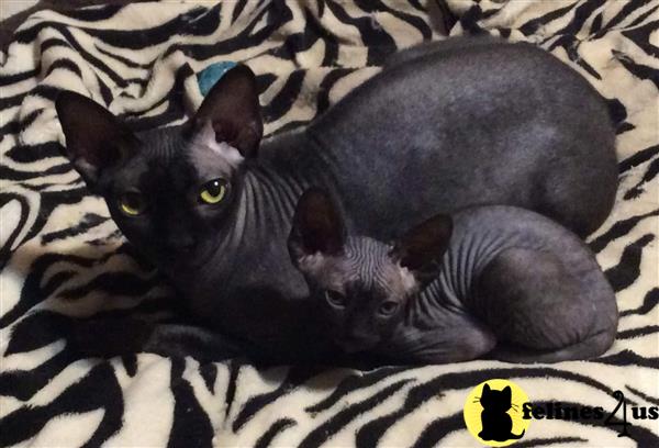 Barenakedsphynx Picture 2